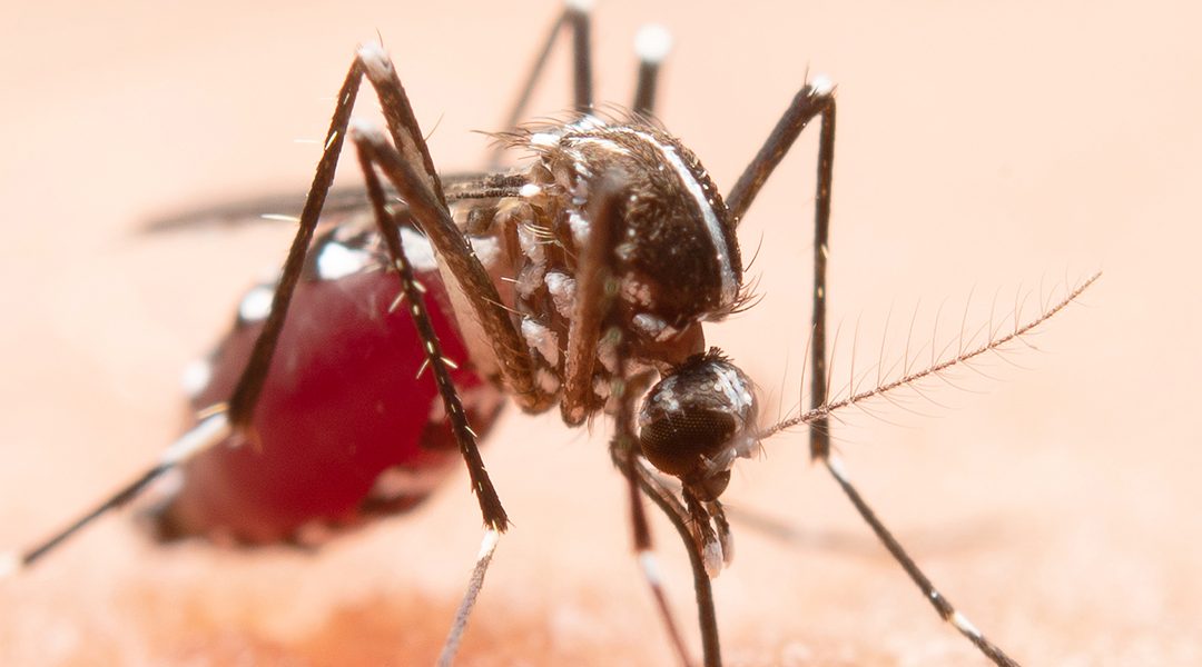 1. Timor-Leste rejista labarik na’in-20 mate tanba dengue